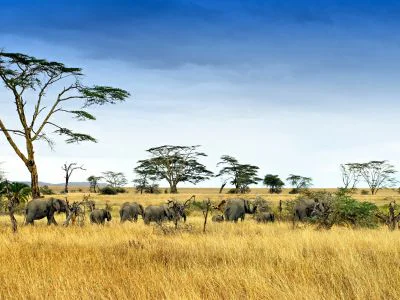 Olifanten in de Serengeti