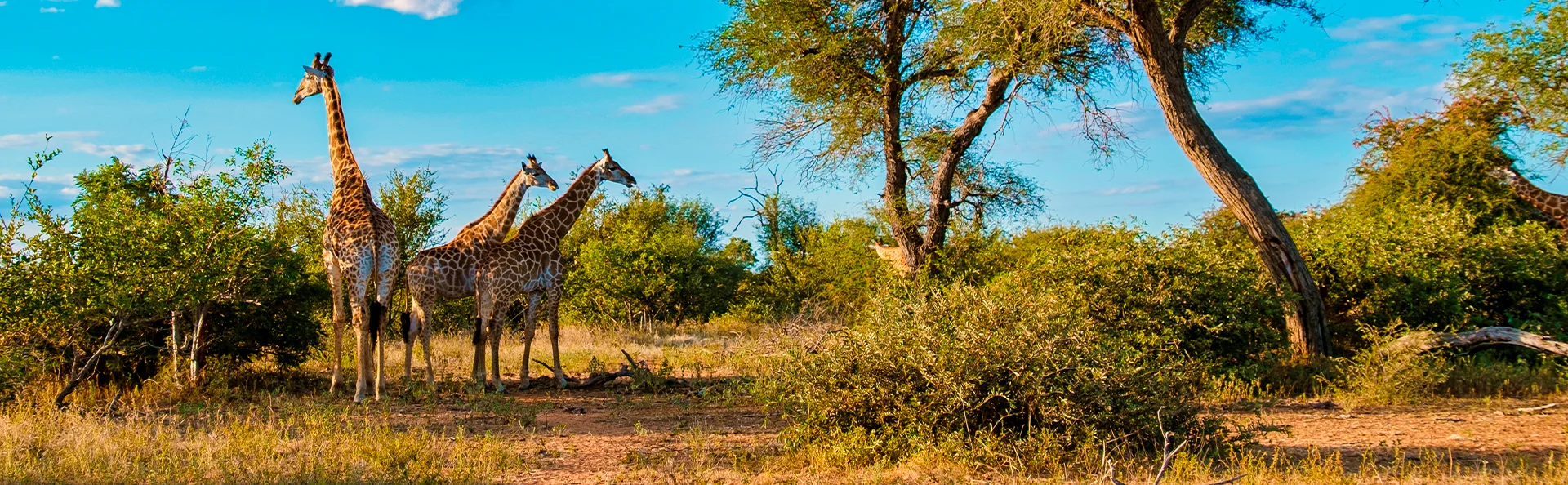 Drie giraffen staan op de savanne in het Kruger National Park in Zuid-Afrika