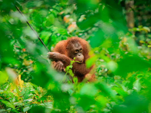 Orang-oetan zichtbaar tussen het struikgewas in het Sepilok Orangutan Rehabilitation Centre op Borneo, Maleisië