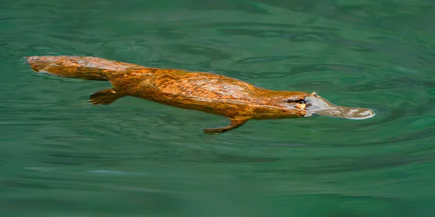 Vogelbekdier dat in een rivier zwemt