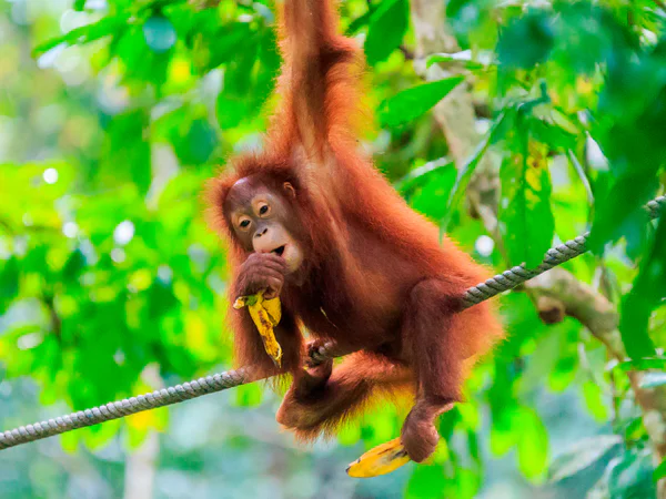 Prachtige orang-oetan in de bossen van Sumatra