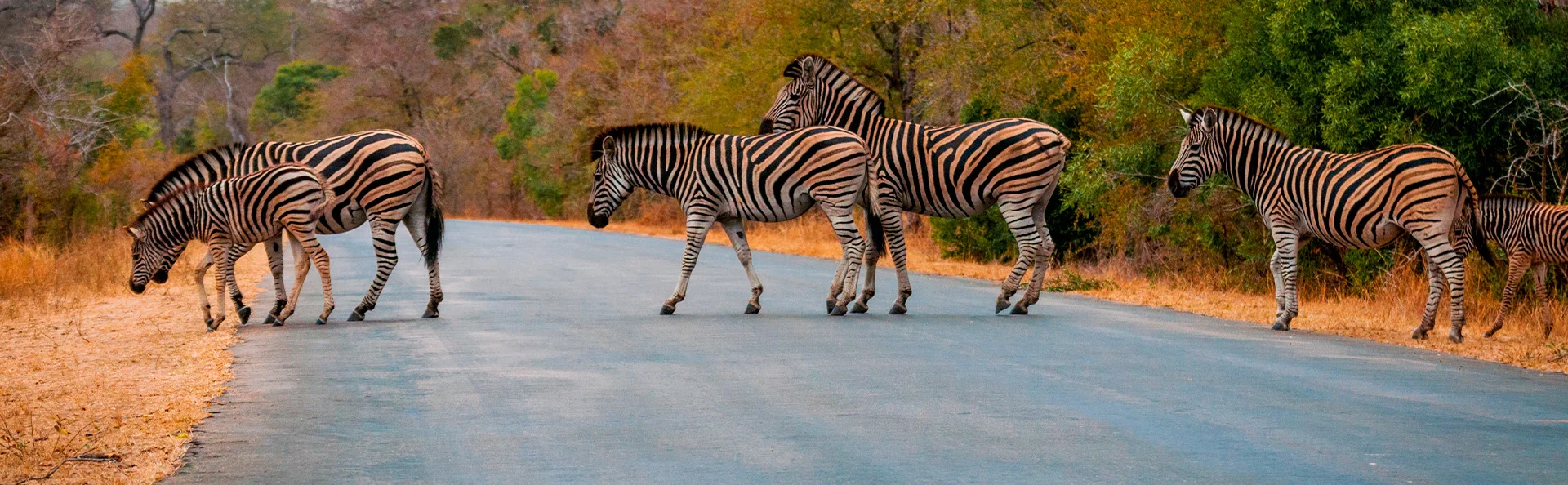 Zebra's steken de weg over in het Kruger National Park
