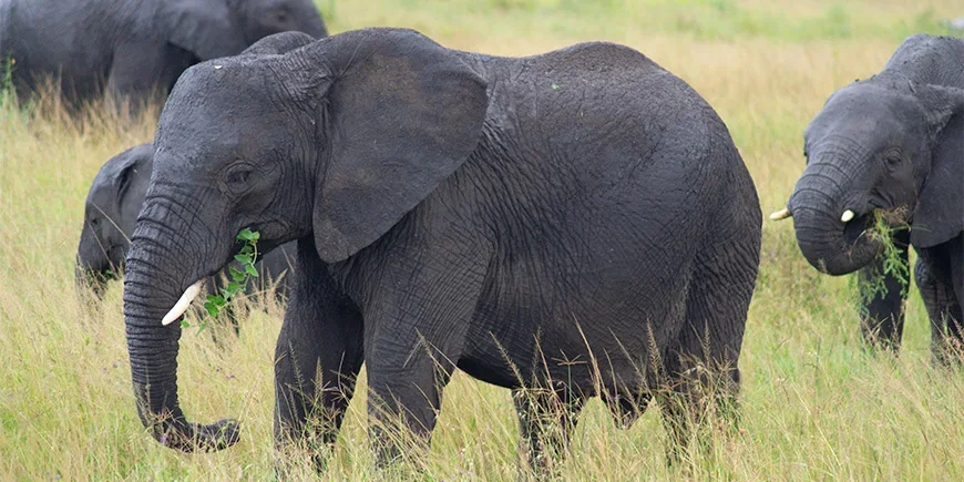 Olifanten lopen over de savanne in de Serengeti