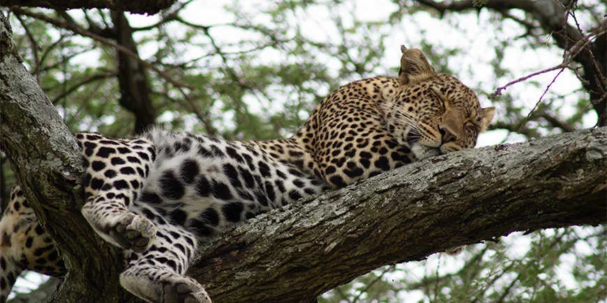 Luipaard slapend in een boom in Serengeti nationaal park