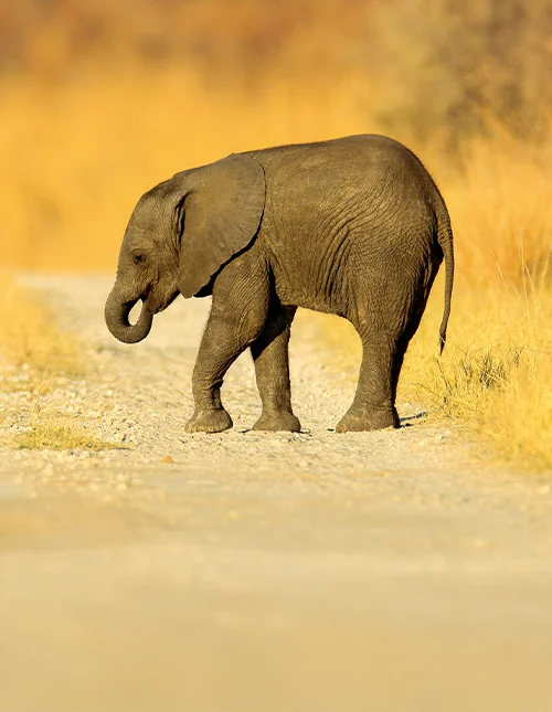 Jonge Afrikaanse olifant verdwaald op een grindweg in Chobe, Botswana.