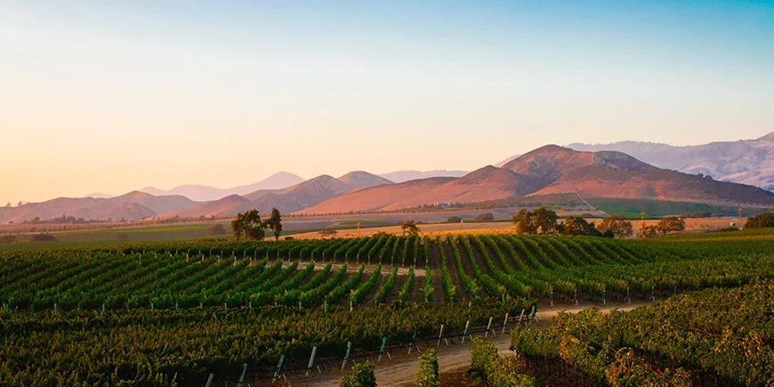 Wijnvelden in Santa Ynez bij zonsondergang