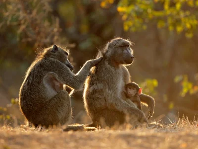 Bavianen die elkaar verzorgen in het Kruger nationaal park