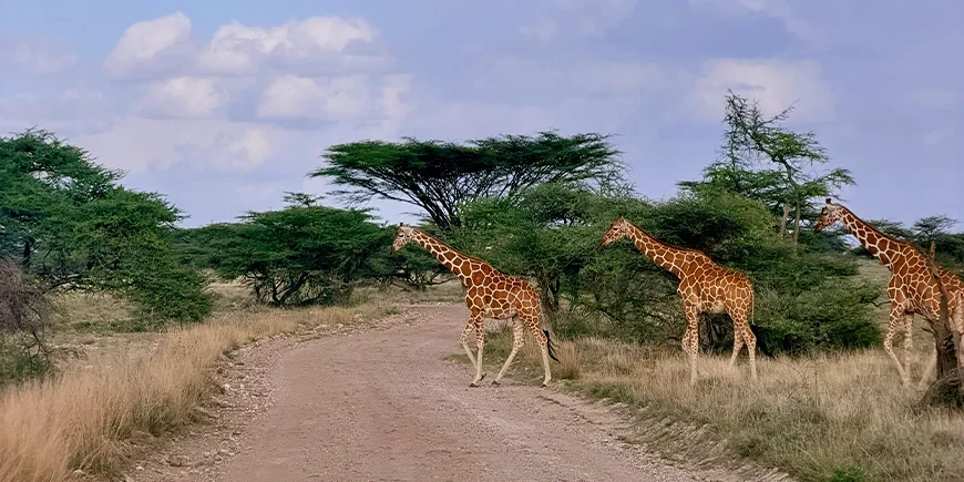 Drie giraffen in nationaal park Samburu in Kenia