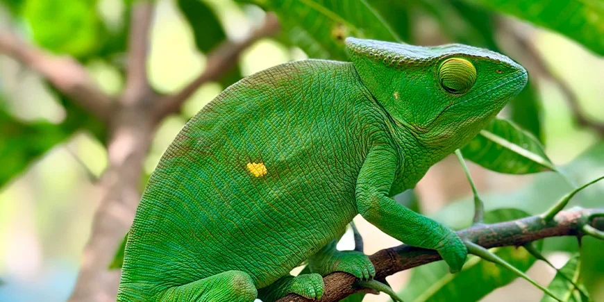 Prachtige groene kameleon in een boom op Madagaskar