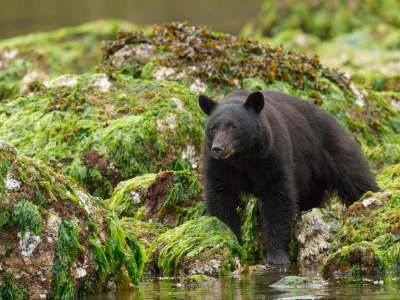 Zwarte beer op Vancouver Island, Canada