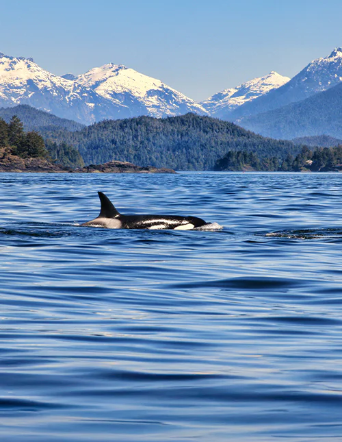 Een orka, gespot tijdens een walvissafari in Tofino op Vancouver Island, met de bergen op de achtergrond