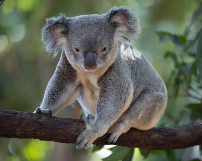 Koala tijdens de Kennett River Koala Walk in Australië, zittend op een tak, omringd door weelderig groen