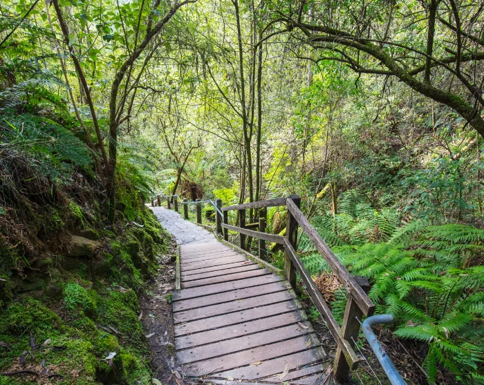 Het pad naar de Erskine-waterval in Australië, met een houten brug door een dicht, groen bos vol varens