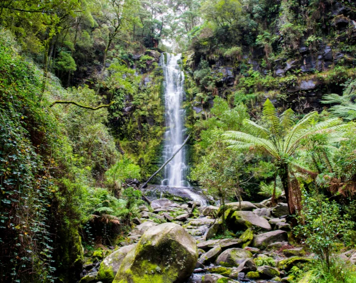 De Erskine-waterval bij Lorne in Australië, een hoge waterval omringd door weelderig groen bos, varens en rotsen