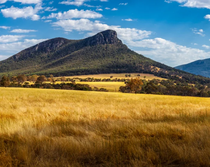 Mount Abrupt in het nationaal park Grampians, Australië, met goudgele graslanden en beboste berghellingen