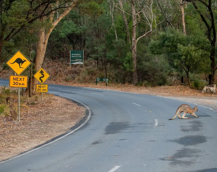Een kangoeroe steekt de weg over in Grampians National Park, Australië, naast waarschuwingsborden voor kangoeroes