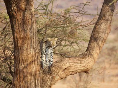 Luipaard in een boom in Samburu, Kenia