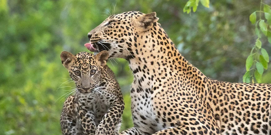 Luipaard en jongen in Yala National Park