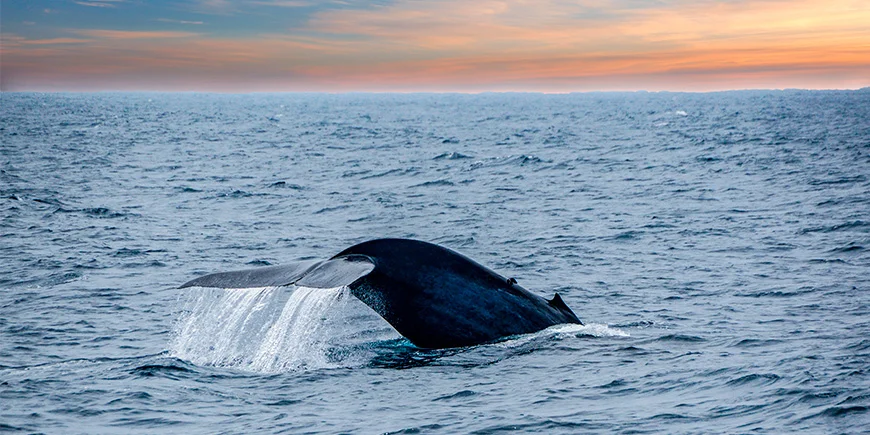 Walvis breekt door het wateroppervlak bij Mirissa in Sri Lanka