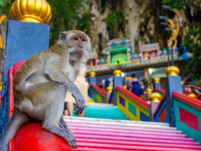 Een aap zit aan de voet van de trappen bij de Batu Caves in Maleisië