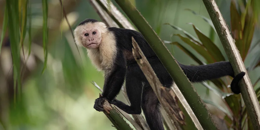 Kapucijnaap in Costa Rica
