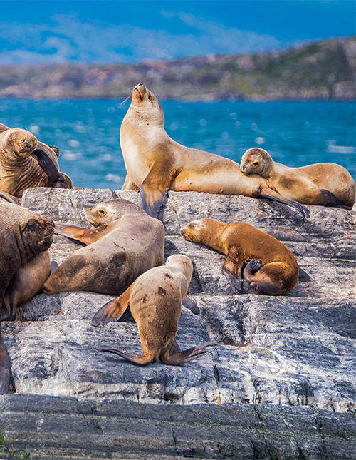 Zeeleeuwen rustend in het Beaglekanaal, Ushuaia