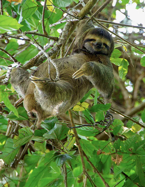 Een luiaard rust in een boom, omringd door weelderig groene bladeren in Costa Rica
