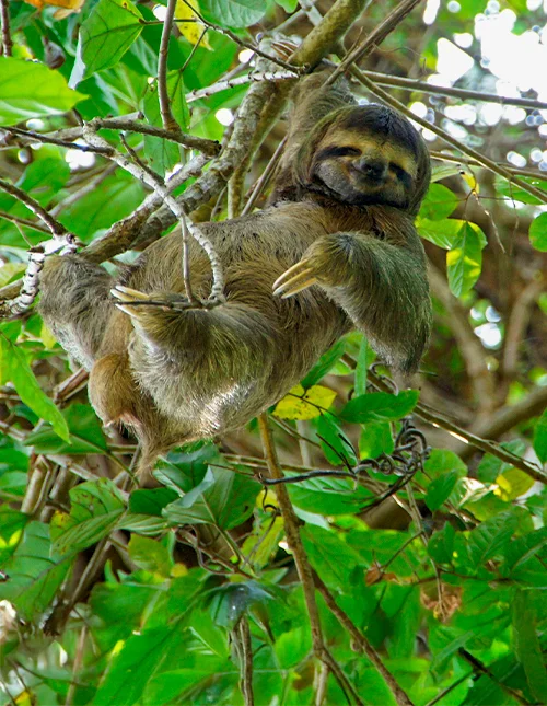 Een luiaard rust in een boom, omringd door weelderig groene bladeren in Costa Rica