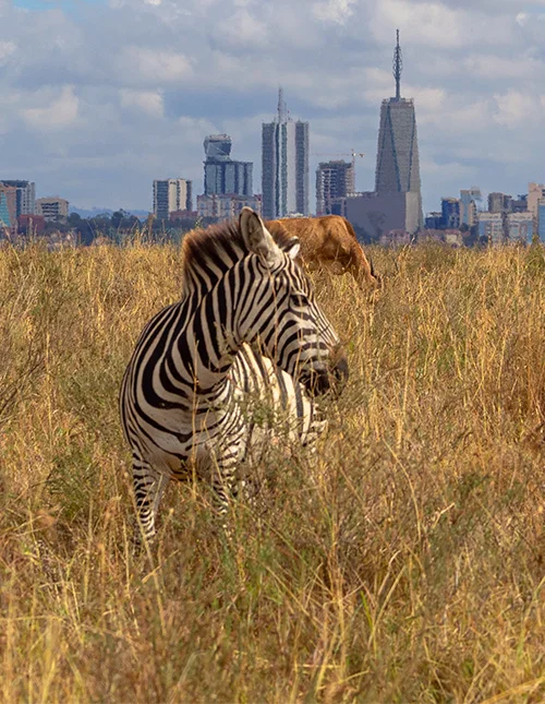 Een zebra staat in het hoge gras met de skyline van Nairobi op de achtergrond