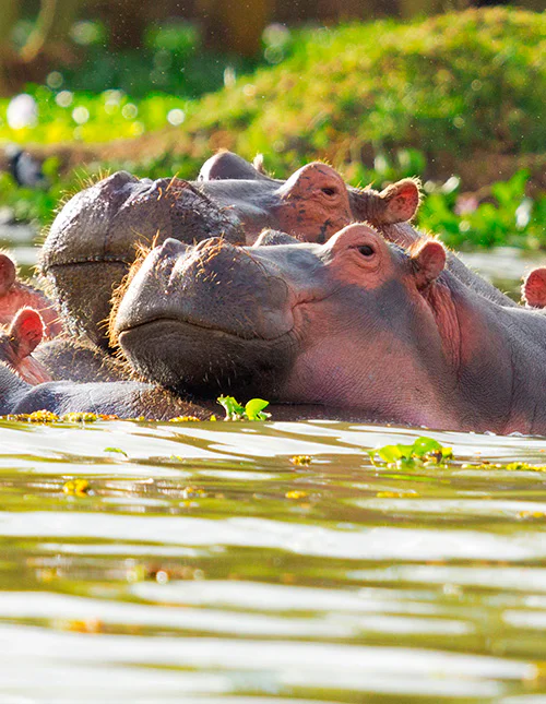 Nijlpaarden die baden in de rivier