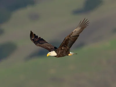 Amerikaanse zeearend in Californië