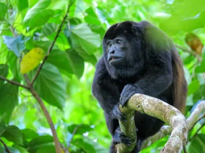 Een brulaap zit in een boom in het nationaal park Corcovado, Costa Rica