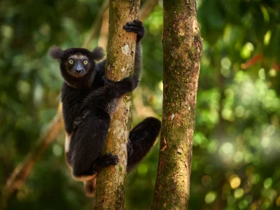 Indri-maki te midden van weelderig groen op Madagaskar