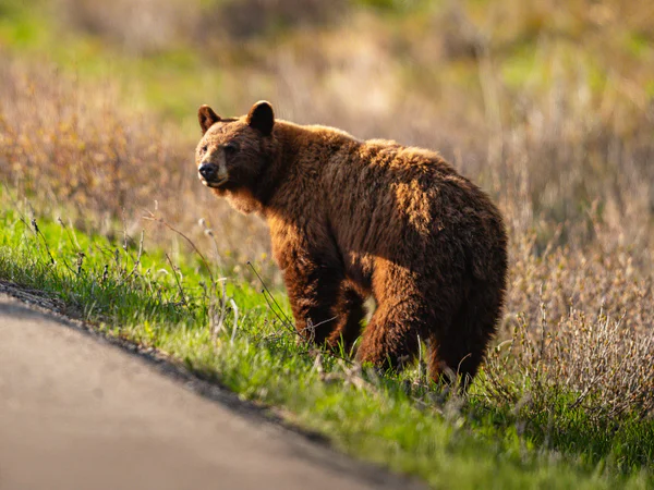 Beren langs de weg in Waterton National Park in Canada