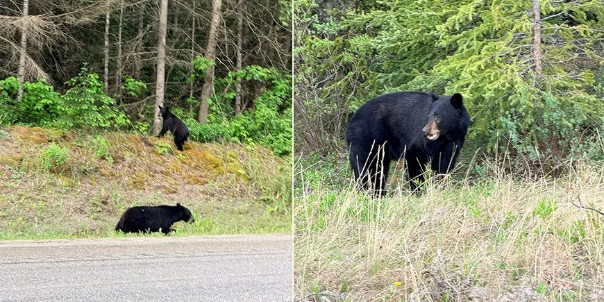 Beren die we zagen tijdens onze rit door de Rocky Mountains in Canada