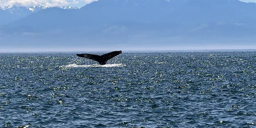 Een walvis die tijdens een walvissentocht in Canada boven het zeeoppervlak uitkomt