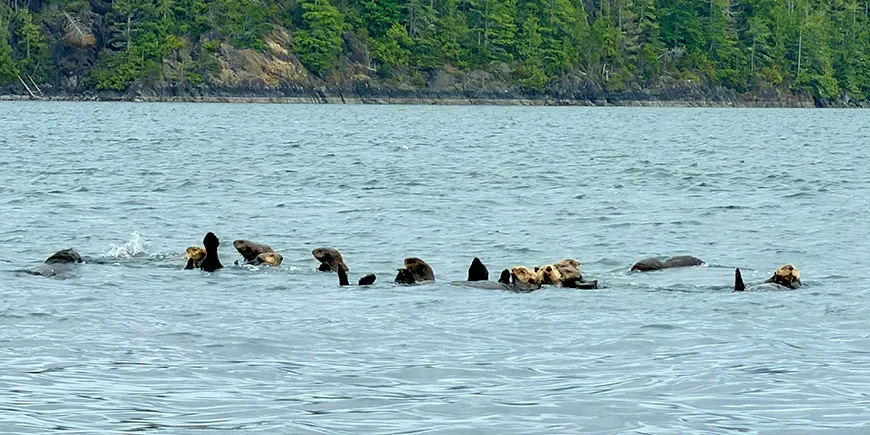 Een groep otters in het water in Canada