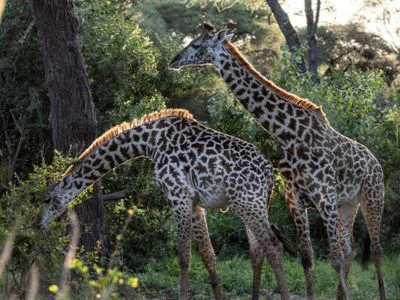 Twee giraffen in Tarangire