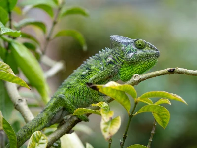 Furcifer verrucosus te midden van weelderig groen op Madagaskar
