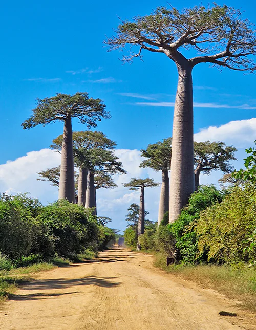 Laan der Baobabs op Madagaskar