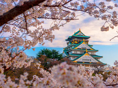 Kersenbloesembomen rondom het kasteel van Osaka in Japan