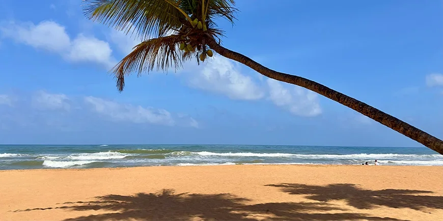 Palmboom en blauwe lucht bij Bentota Beach