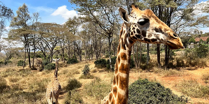 Giraffen in het Nairobi Giraffe Centre