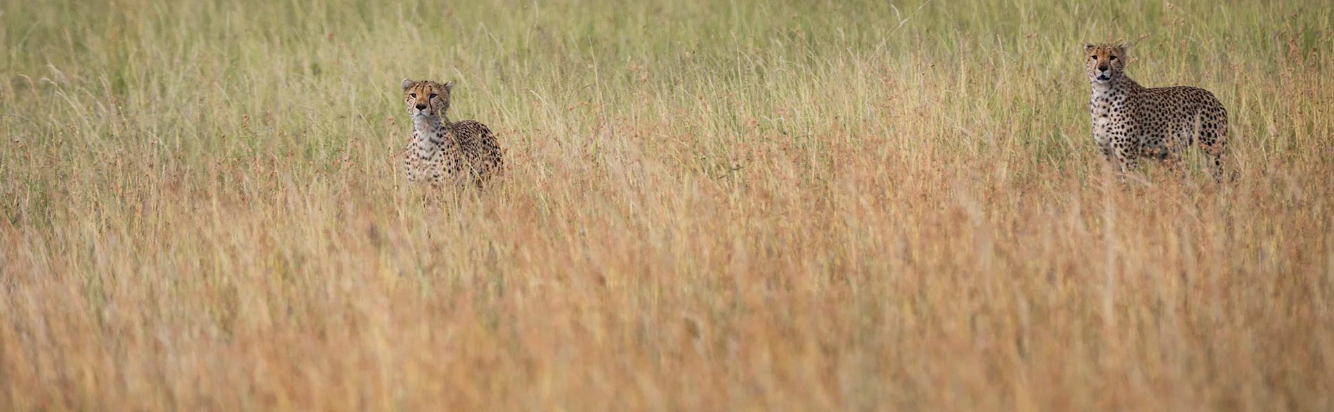 Twee cheeta’s gaan vrijwel op in het gras van de Tanzaniaanse savanne terwijl ze aandachtig toekijken