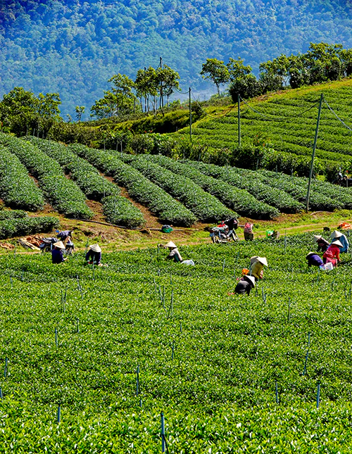 Weelderige theeplantage in Da Lat