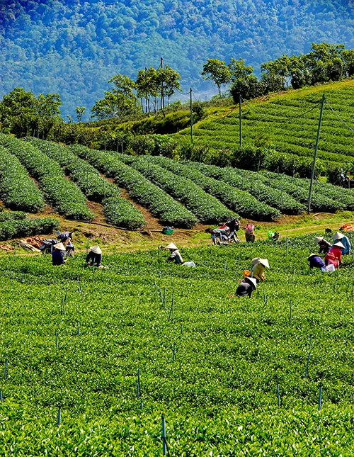 Weelderige theeplantage in Da Lat
