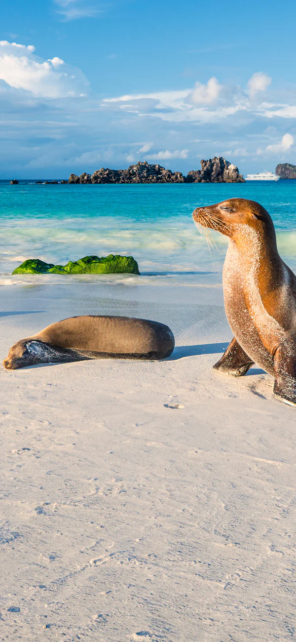 Zeeleeuwen die genieten van de zon op de Galapagoseilanden