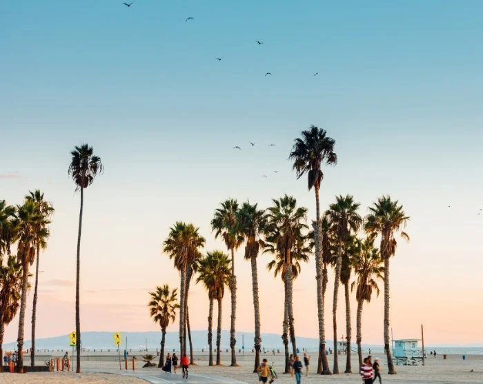 Hoge palmbomen langs het strand in Los Angeles