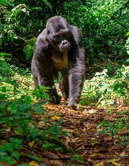 Een gorilla trekt door de Oegandese jungle