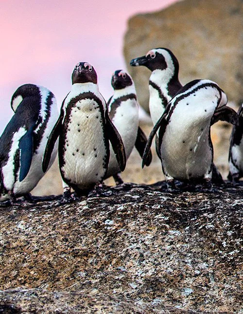 Een groep pinguïns staat bij elkaar op rotsen aan de Zuid-Afrikaanse kust
